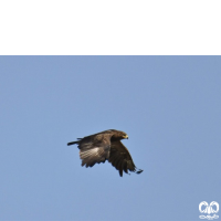 گونه عقاب خالدار کوچک Lesser Spotted Eagle